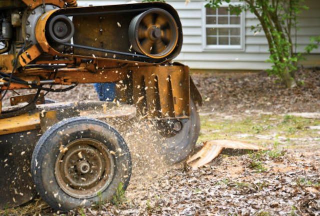 stump removal in new mexico