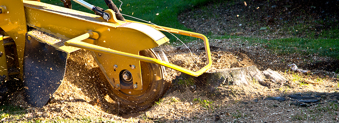 NM Stump Removal